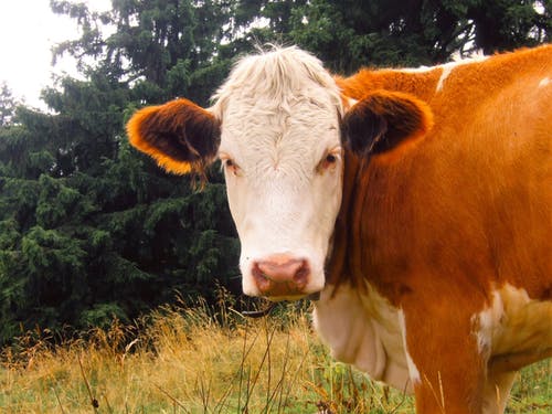 Cow