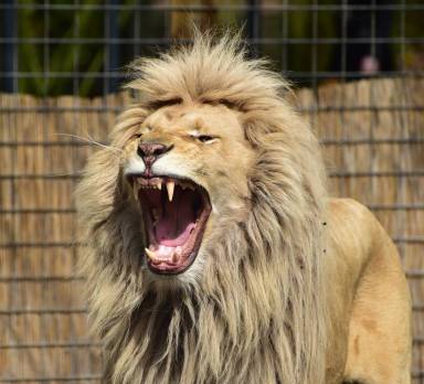 lion roaring inside cager