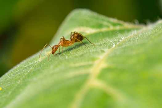 red ant on green leaf